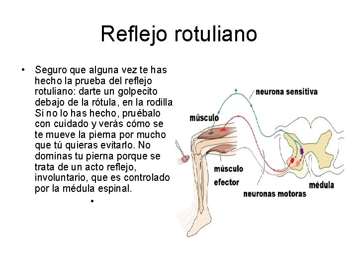 Reflejo rotuliano • Seguro que alguna vez te has hecho la prueba del reflejo