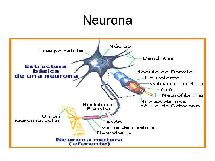 Neurona 