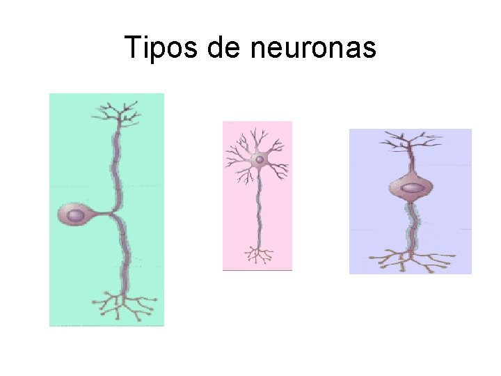 Tipos de neuronas 