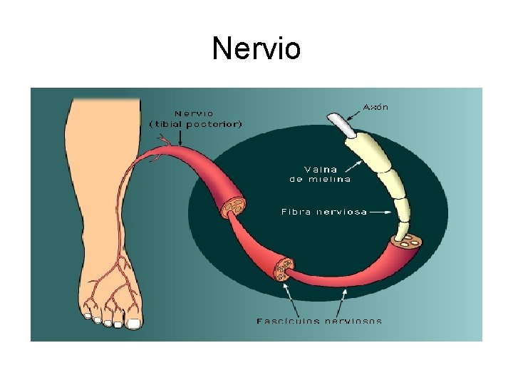 Nervio 