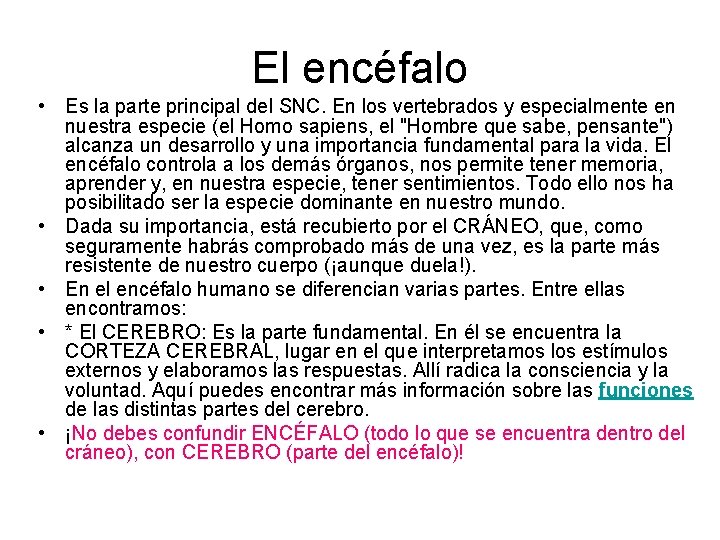 El encéfalo • Es la parte principal del SNC. En los vertebrados y especialmente