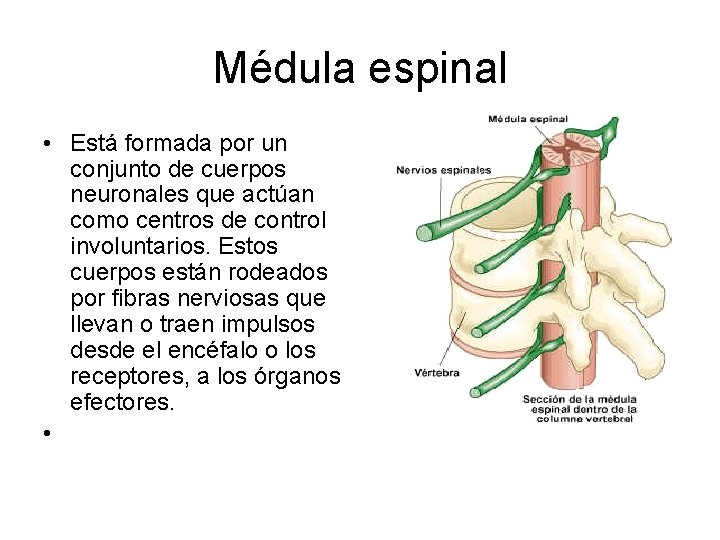 Médula espinal • Está formada por un conjunto de cuerpos neuronales que actúan como