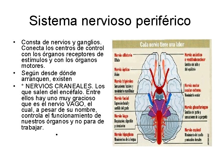 Sistema nervioso periférico • Consta de nervios y ganglios. Conecta los centros de control