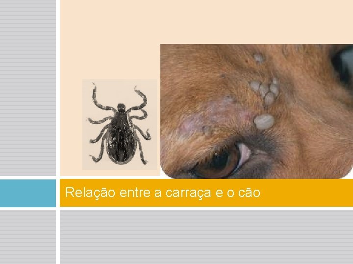 PARASITISMO ECTOPARASITISMO ndice Introduo Hospedeiro e parasita Explicao