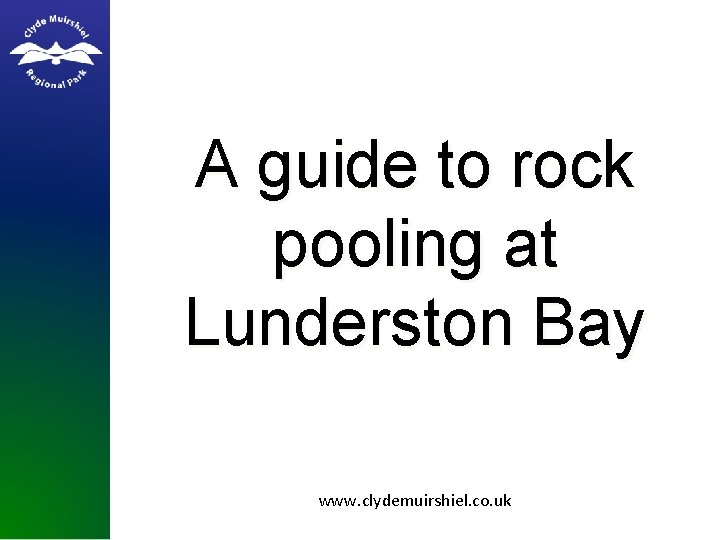 A guide to rock pooling at Lunderston Bay www. clydemuirshiel. co. uk 