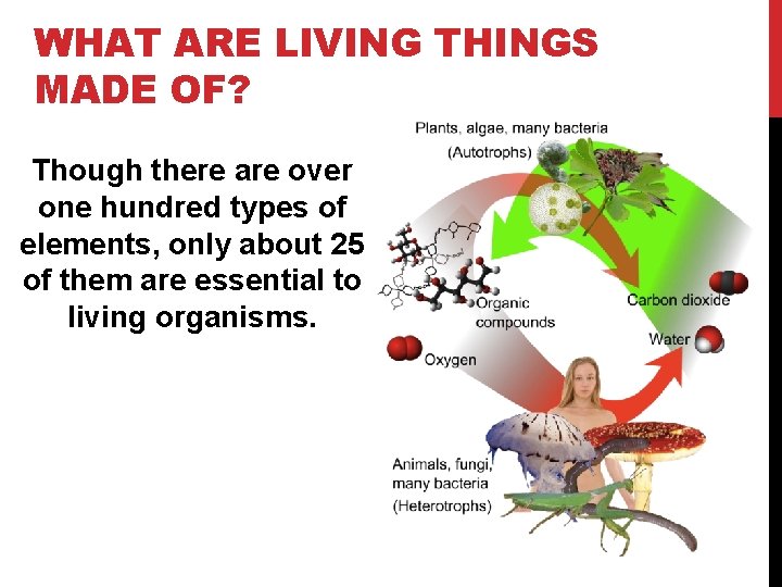 WHAT ARE LIVING THINGS MADE OF? Though there are over one hundred types of