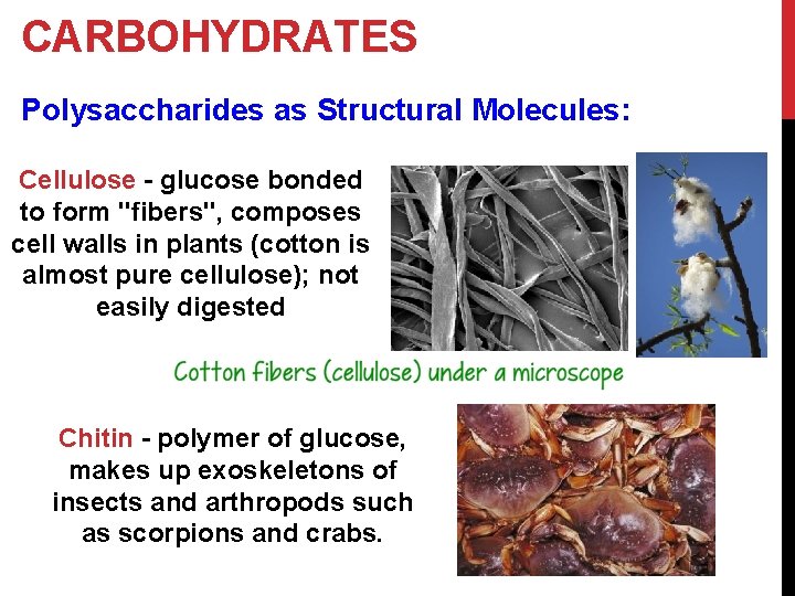 CARBOHYDRATES Polysaccharides as Structural Molecules: Cellulose - glucose bonded to form "fibers", composes cell