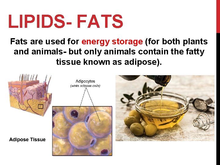 LIPIDS- FATS Fats are used for energy storage (for both plants and animals- but