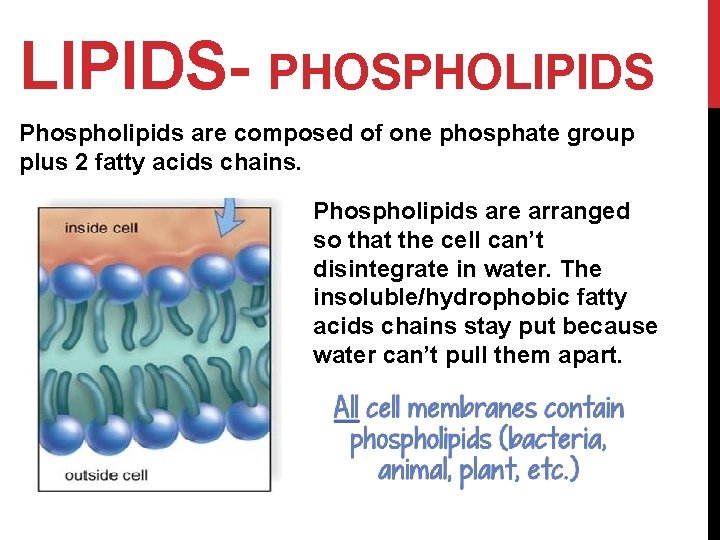 LIPIDS- PHOSPHOLIPIDS Phospholipids are composed of one phosphate group plus 2 fatty acids chains.
