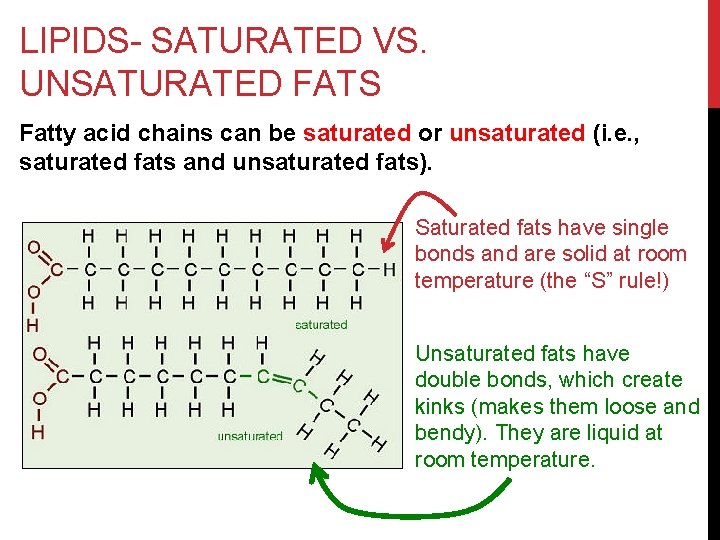 LIPIDS- SATURATED VS. UNSATURATED FATS Fatty acid chains can be saturated or unsaturated (i.