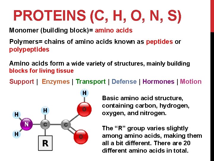 PROTEINS (C, H, O, N, S) Vanessa Jason Biology Roots Monomer (building block)= amino