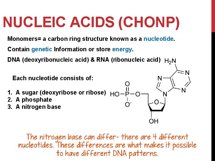 NUCLEIC ACIDS (CHONP) Monomers= a carbon ring structure known as a nucleotide. Contain genetic