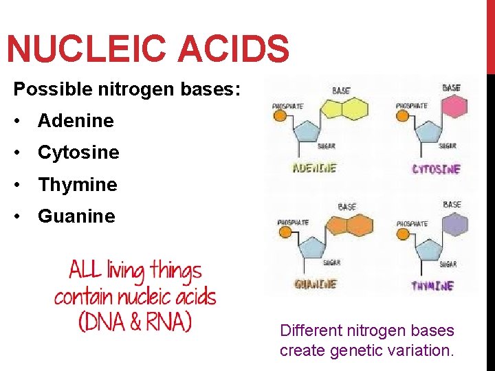 Vanessa Jason Biology Roots NUCLEIC ACIDS Possible nitrogen bases: • Adenine • Cytosine •