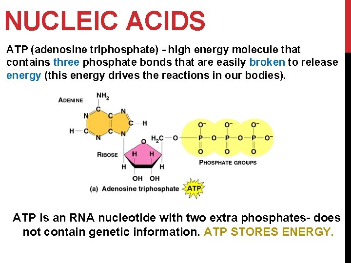 NUCLEIC ACIDS Vanessa Jason Biology Roots ATP (adenosine triphosphate) - high energy molecule that