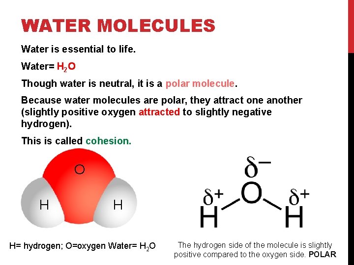 WATER MOLECULES Vanessa Jason Biology Roots Water is essential to life. Water= H 2