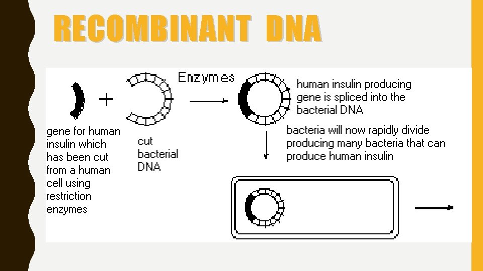 RECOMBINANT DNA 