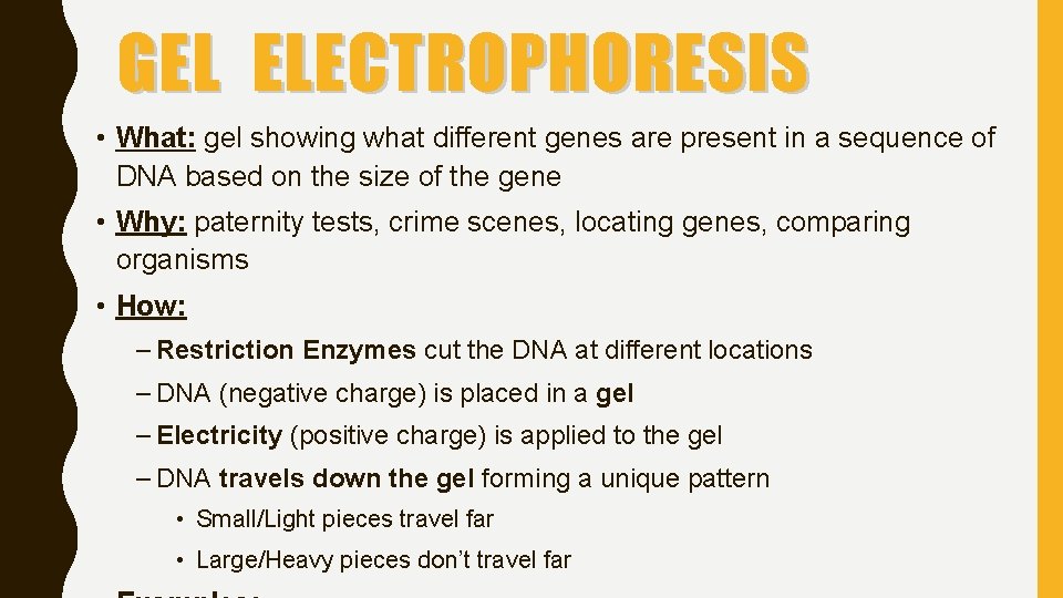 GEL ELECTROPHORESIS • What: gel showing what different genes are present in a sequence