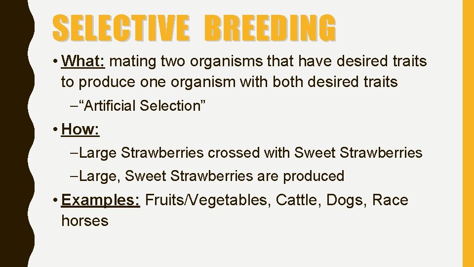 SELECTIVE BREEDING • What: mating two organisms that have desired traits to produce one