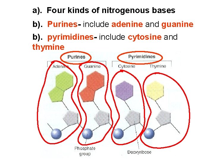 a). Four kinds of nitrogenous bases b). Purines- include adenine and guanine b). pyrimidines-