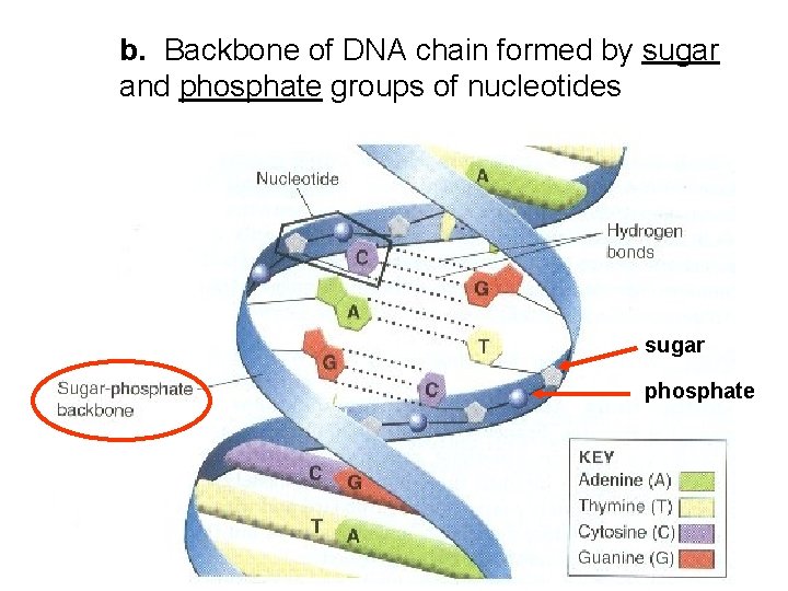 b. Backbone of DNA chain formed by sugar and phosphate groups of nucleotides sugar