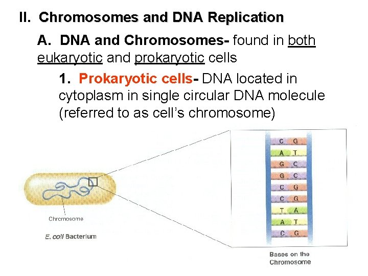 II. Chromosomes and DNA Replication A. DNA and Chromosomes- found in both eukaryotic and