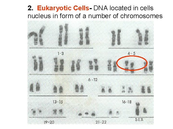 2. Eukaryotic Cells- DNA located in cells nucleus in form of a number of