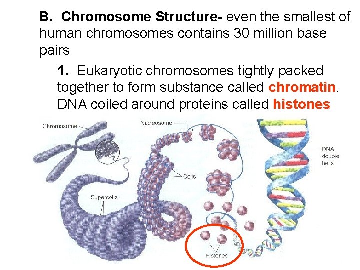B. Chromosome Structure- even the smallest of human chromosomes contains 30 million base pairs