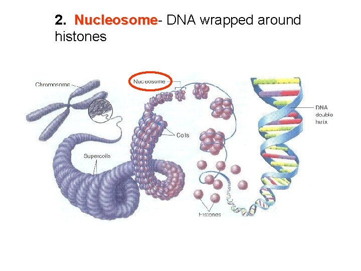 2. Nucleosome DNA wrapped around histones 
