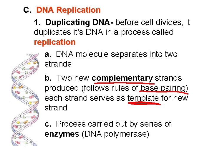 C. DNA Replication 1. Duplicating DNA- before cell divides, it duplicates it’s DNA in