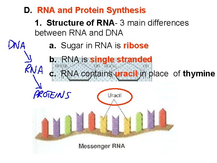 D. RNA and Protein Synthesis 1. Structure of RNA- 3 main differences between RNA