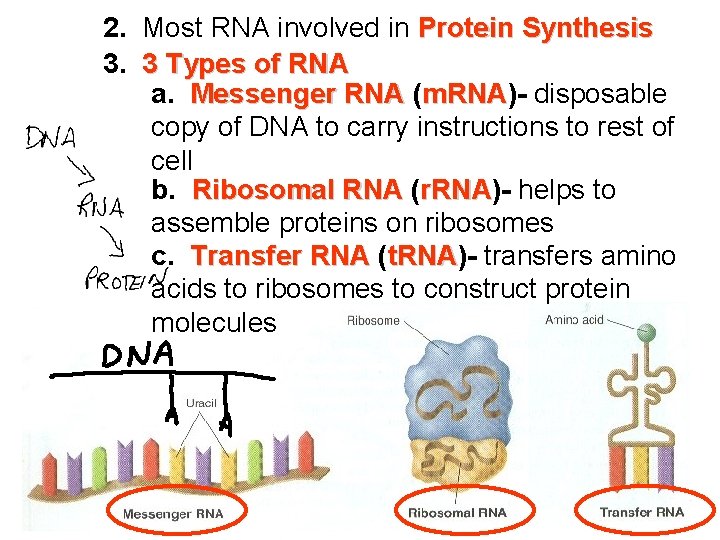 2. Most RNA involved in Protein Synthesis 3. 3 Types of RNA a. Messenger