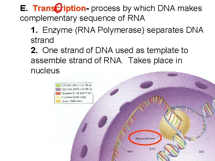 E. Transcription process by which DNA makes complementary sequence of RNA 1. Enzyme (RNA