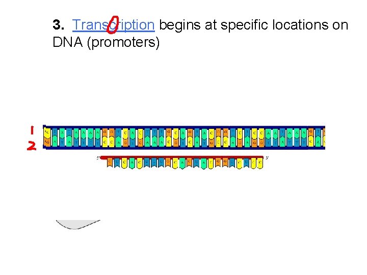 3. Transcription begins at specific locations on DNA (promoters) 