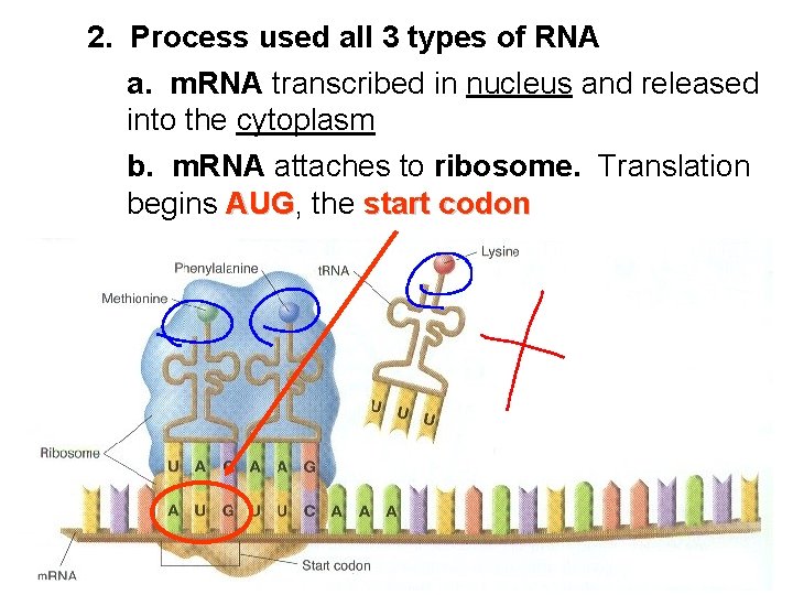 2. Process used all 3 types of RNA a. m. RNA transcribed in nucleus