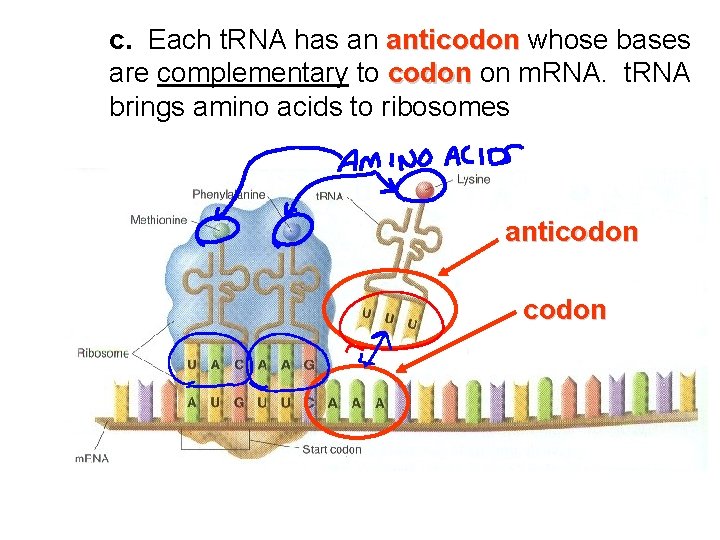 c. Each t. RNA has an anticodon whose bases are complementary to codon on