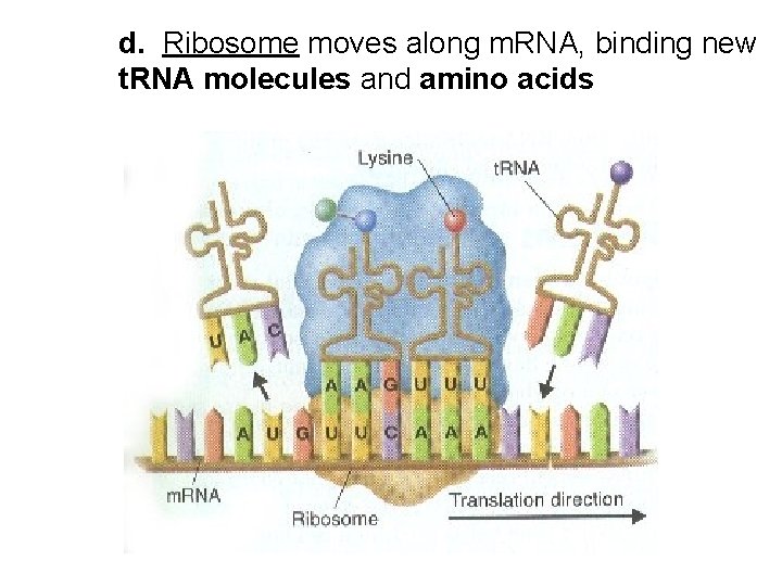 d. Ribosome moves along m. RNA, binding new t. RNA molecules and amino acids