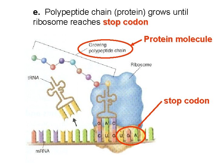 e. Polypeptide chain (protein) grows until ribosome reaches stop codon Protein molecule stop codon