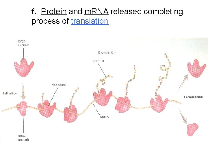 f. Protein and m. RNA released completing process of translation 