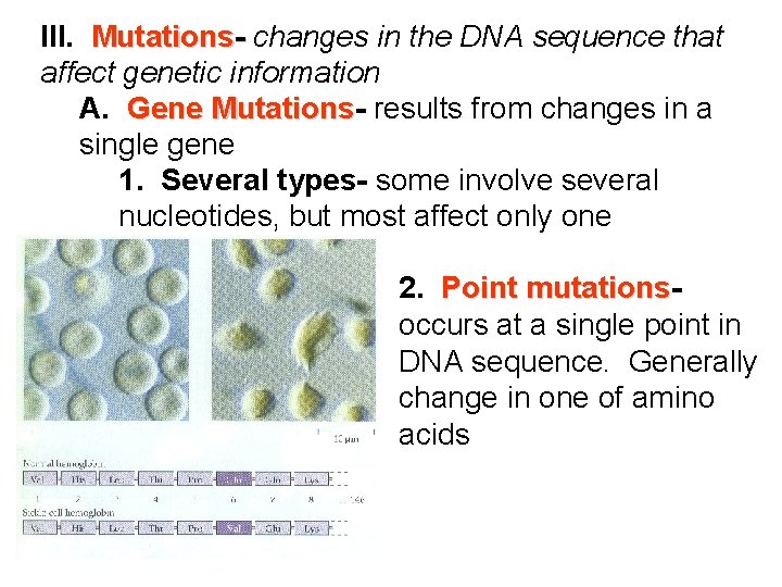 III. Mutations- changes in the DNA sequence that affect genetic information A. Gene Mutations