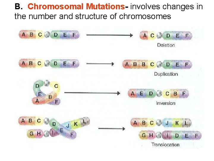 B. Chromosomal Mutations involves changes in the number and structure of chromosomes 
