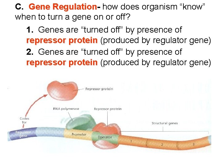 C. Gene Regulation how does organism “know” when to turn a gene on or