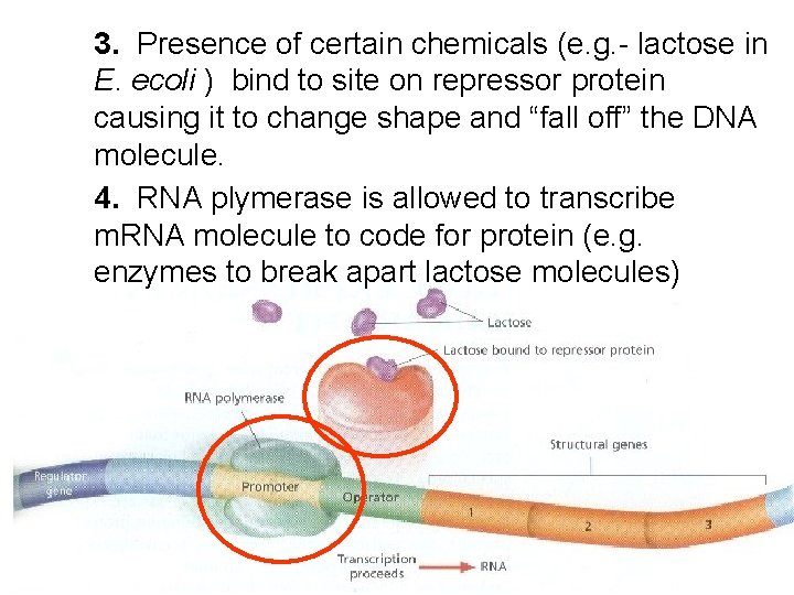 3. Presence of certain chemicals (e. g. - lactose in E. ecoli ) bind