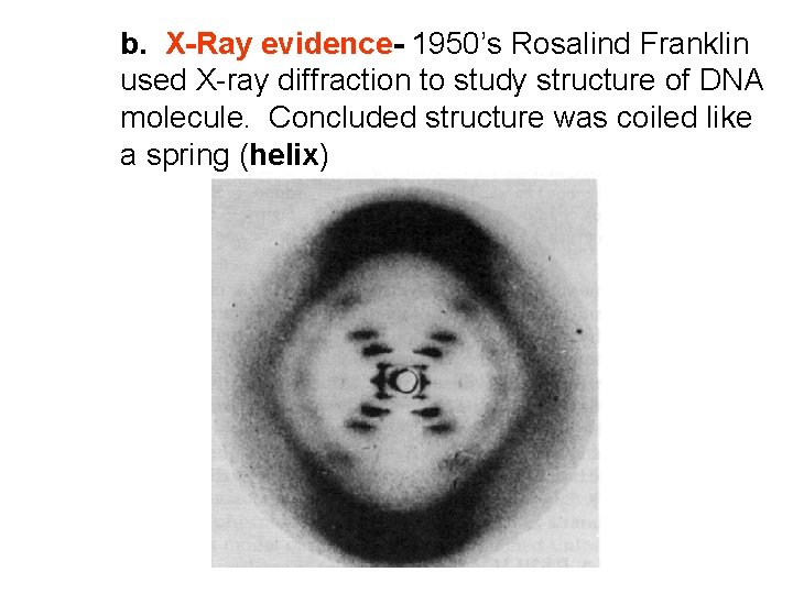 b. X-Ray evidence- 1950’s Rosalind Franklin used X-ray diffraction to study structure of DNA