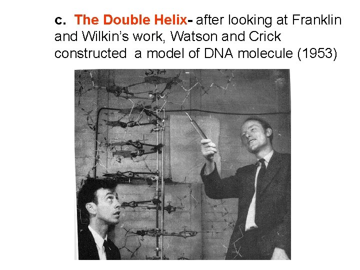 c. The Double Helix- after looking at Franklin and Wilkin’s work, Watson and Crick