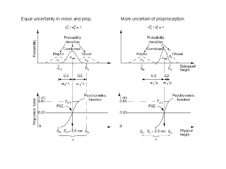 Equal uncertainty in vision and prop. More uncertain of proprioception 