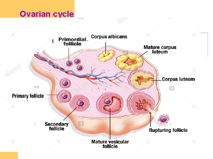 Ovarian cycle 