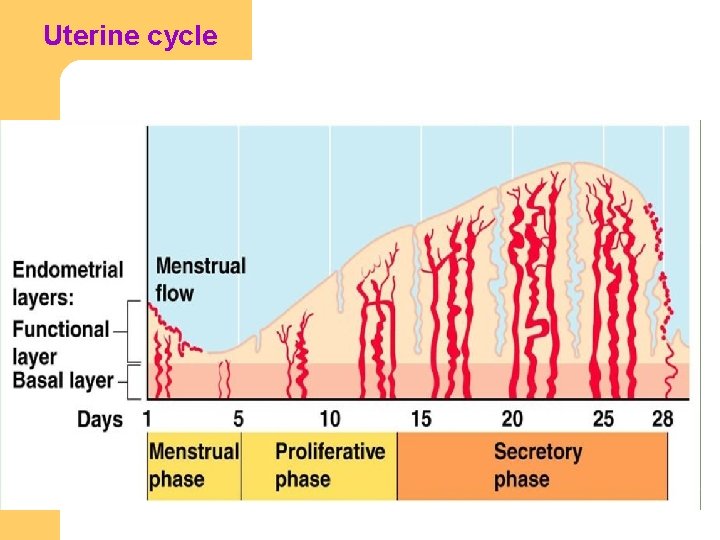 Uterine cycle 