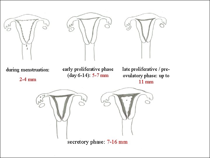 during menstruation: 2 -4 mm early proliferative phase (day 6 -14): 5 -7 mm