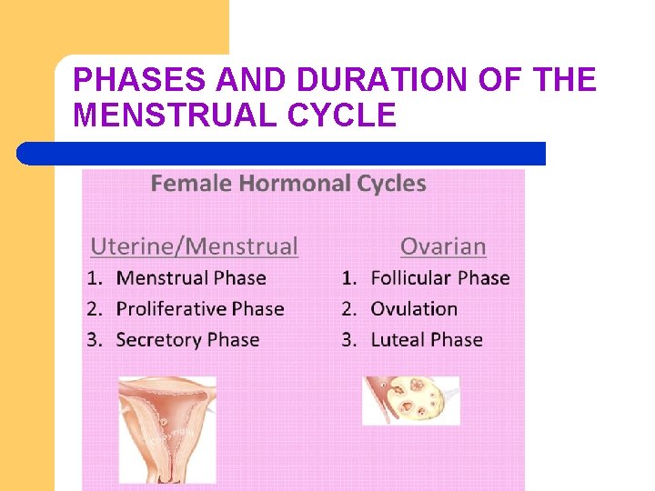 PHASES AND DURATION OF THE MENSTRUAL CYCLE 