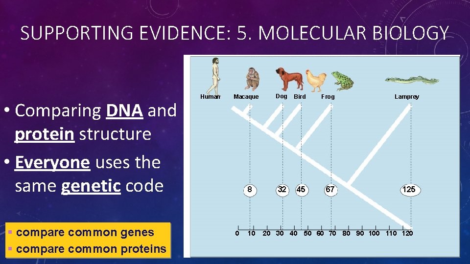 SUPPORTING EVIDENCE: 5. MOLECULAR BIOLOGY • Comparing DNA and protein structure • Everyone uses